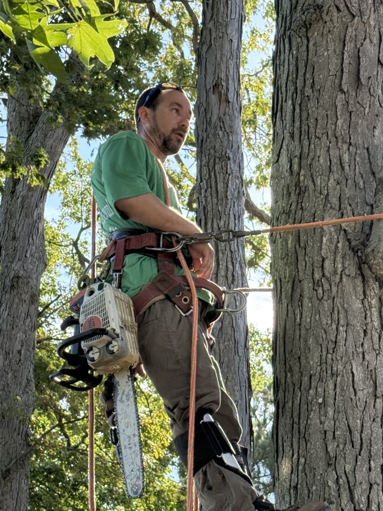James McCuller performing professional tree work in Southern Maryland