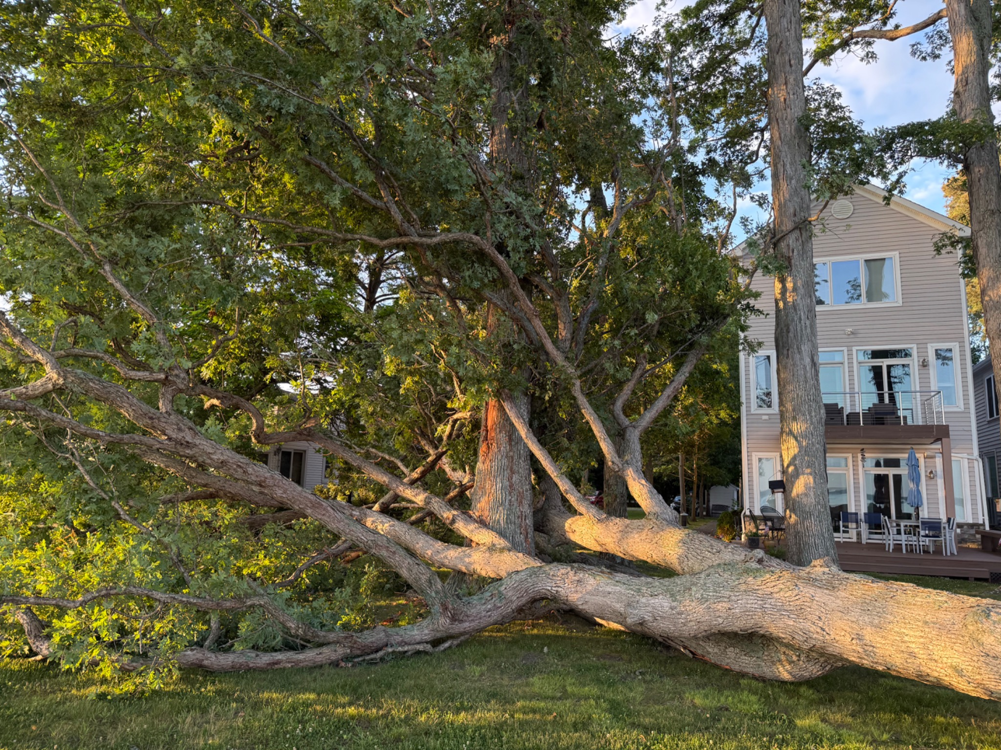 Large fallen tree and branches beside a residence